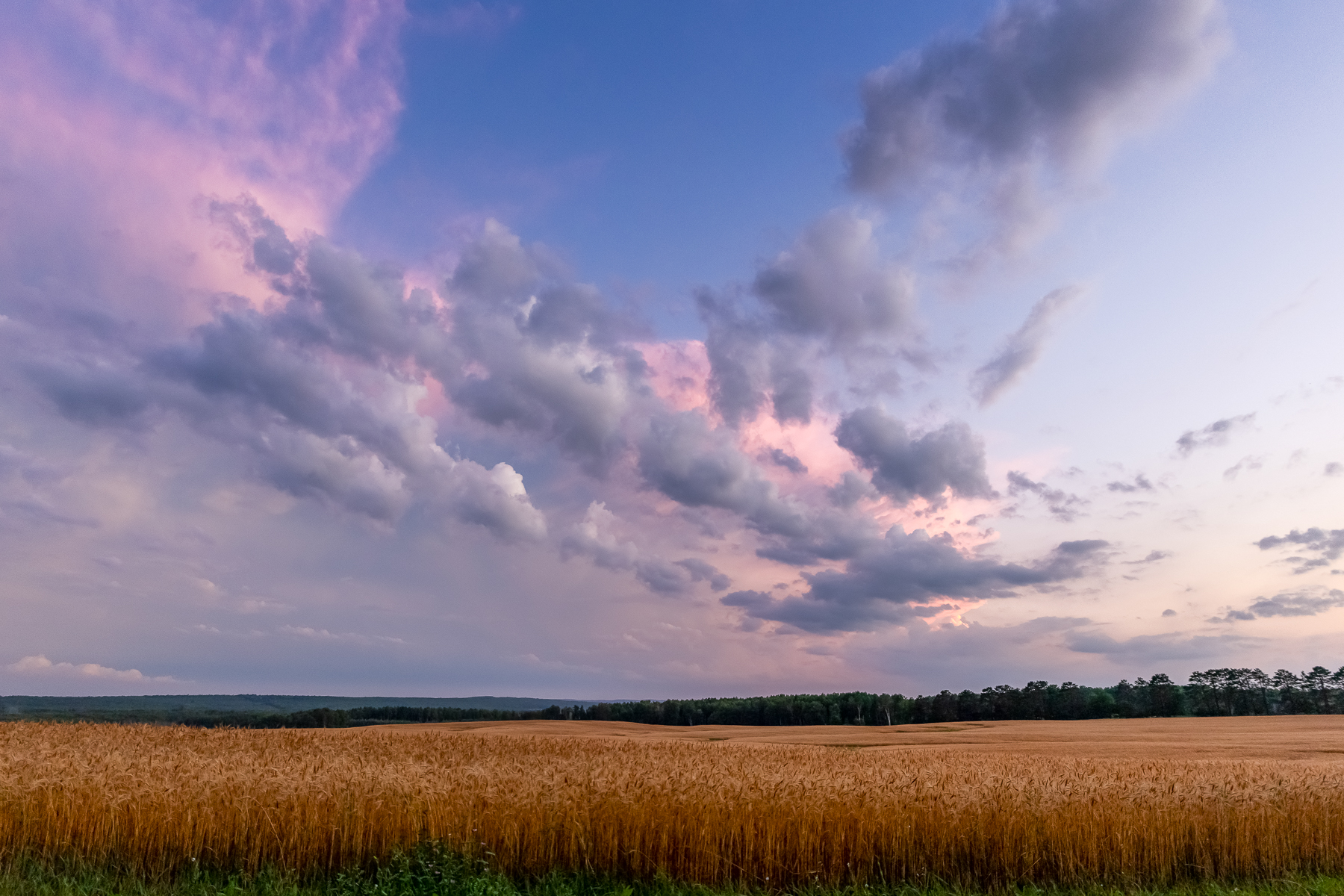 Wheat field in the foreground and dark, layered clouds with pink and purple light at sunset.